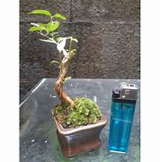 Bonsai Anting Putri Salju